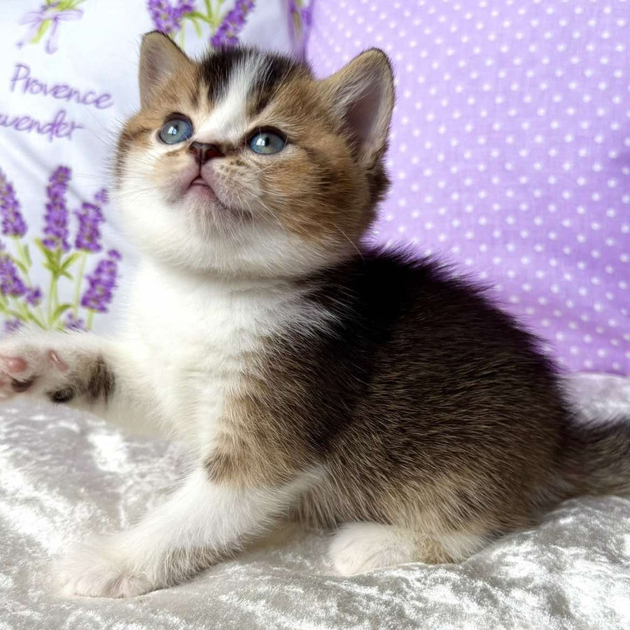 Elio British Shorthair male, black golden ticked tabby bicolour