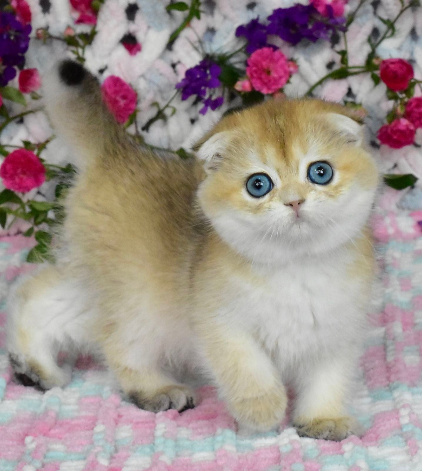 Ulyasha Scottish Fold female, black golden shaded