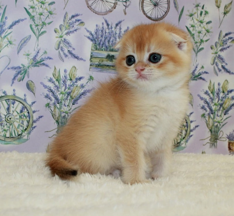 Joker Scottish Fold male, black golden chinchilla