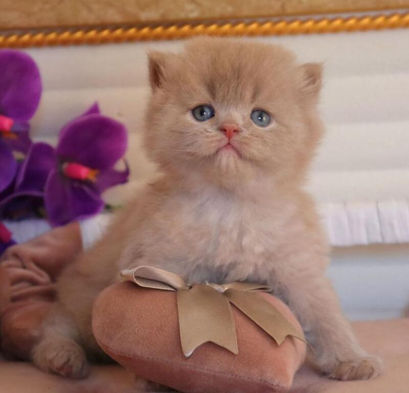 Benjamin British Longhair male fawn - live animals
