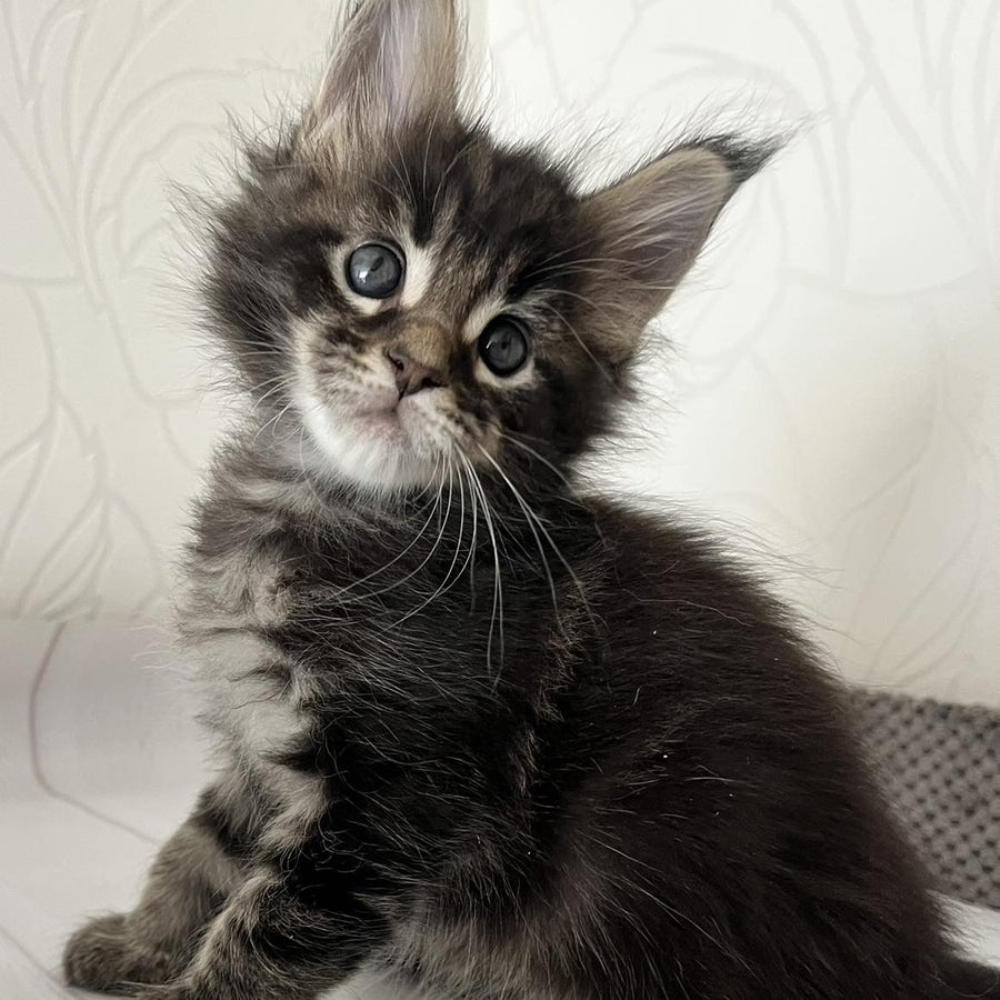 Iron Maine Coon male, black tabby