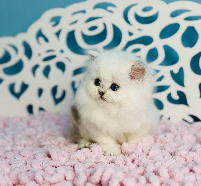 Aurora Scottish Straight female, black silver shaded pointed