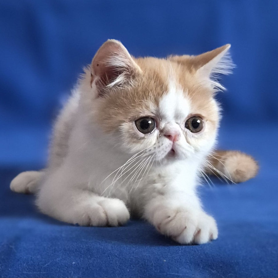 Zest Exotic male, red spotted tabby bicolour