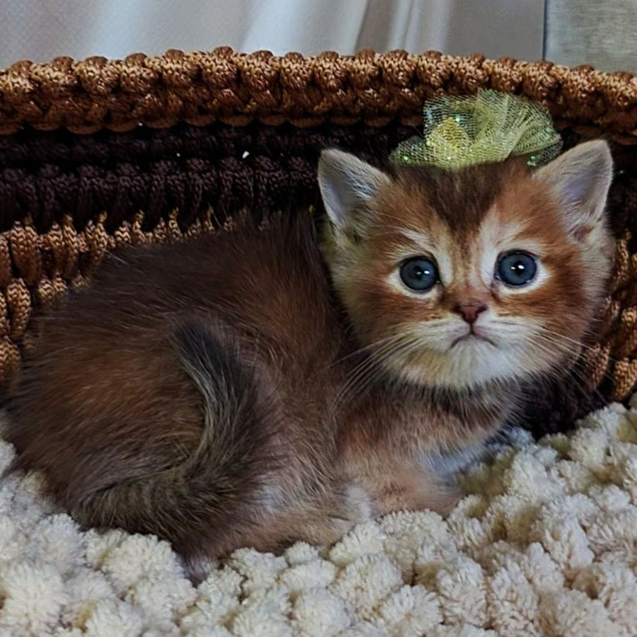 Urmala British Shorthair female, chocolate tortie ticked tabby