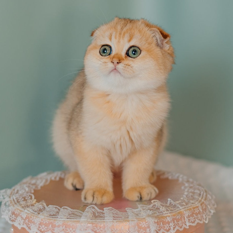 Feride Scottish Fold female, black golden shaded