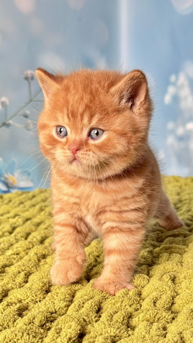 George British Shorthair male red - live animals