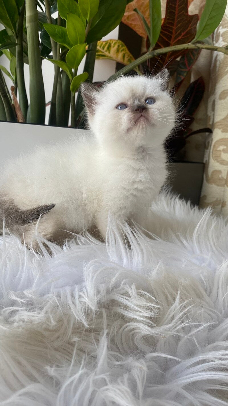 Zaya British Shorthair female chocolate pointed - live animals