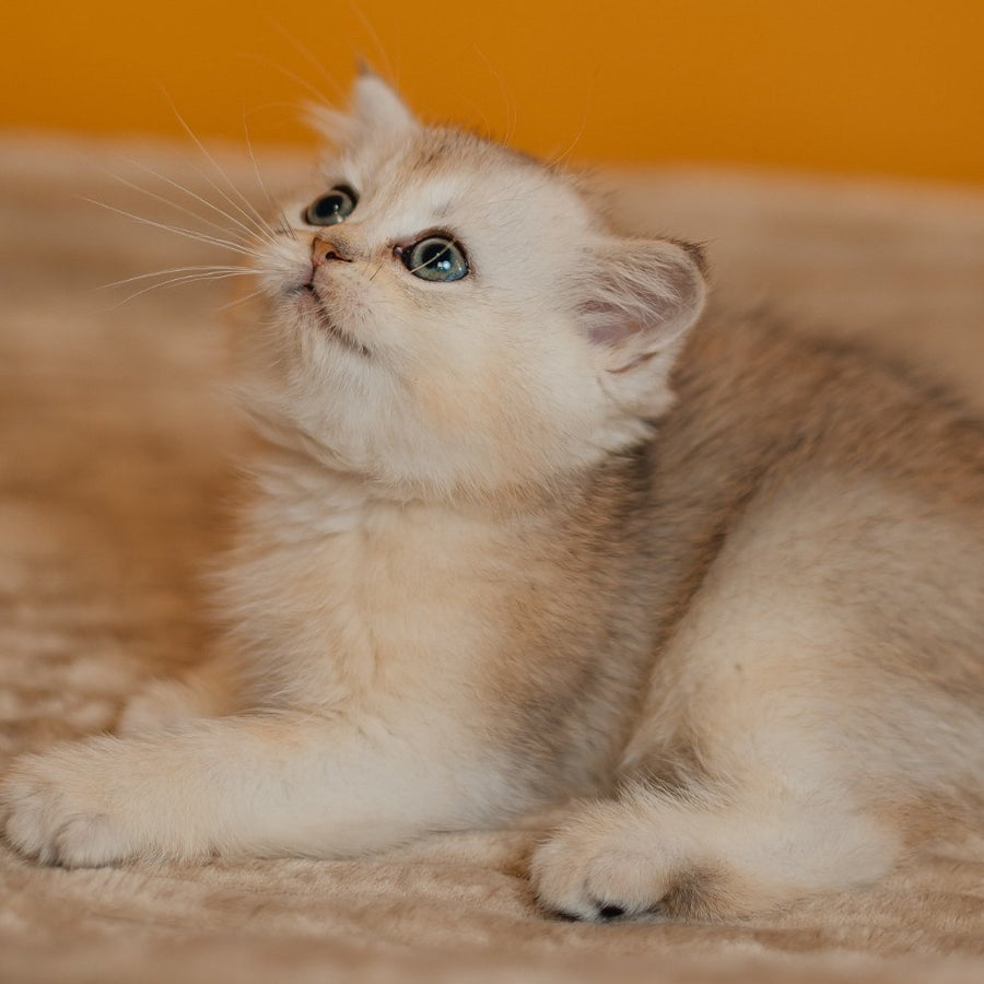Elza Scottish Straight female, black silver ticked tabby