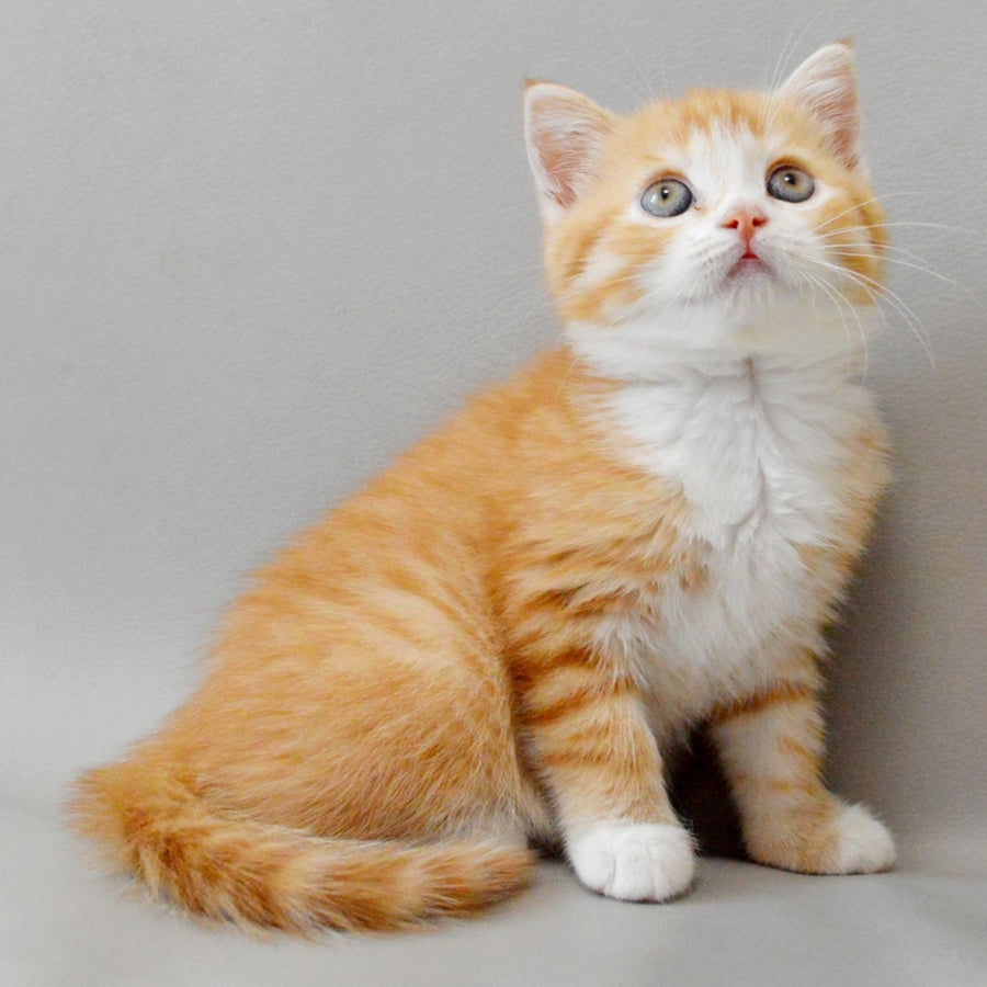 Wilma Scottish Straight female, red spotted tabby bicolour