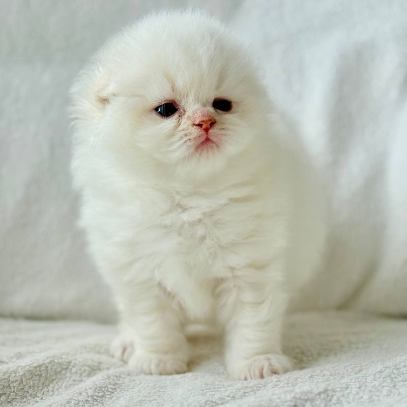 Melvan Scottish Fold male, red