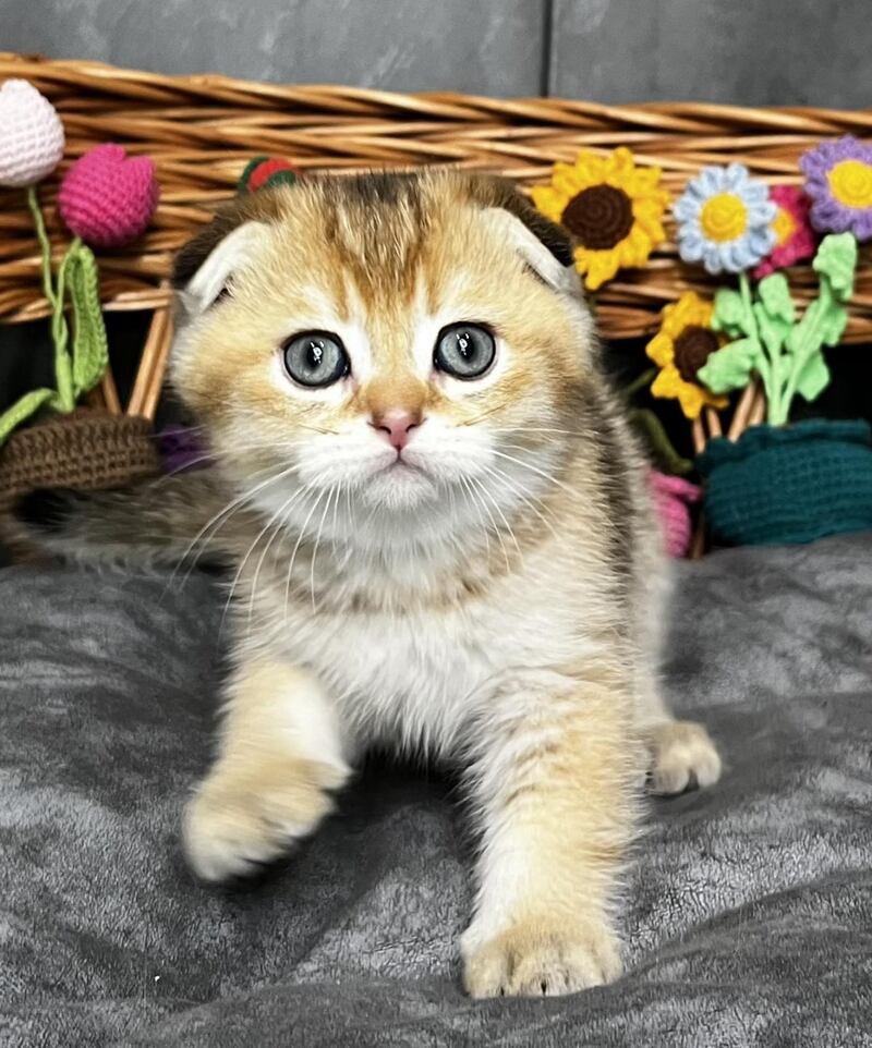 Konan Scottish Fold male black golden ticked tabby - live animals