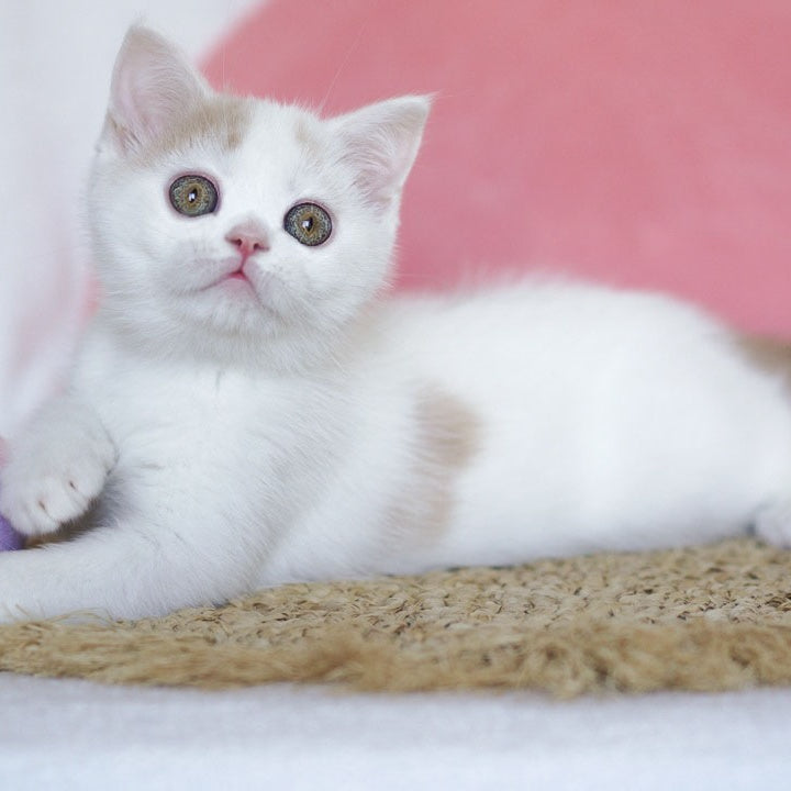 Quill Scottish Straight male, cream tabby harlequin