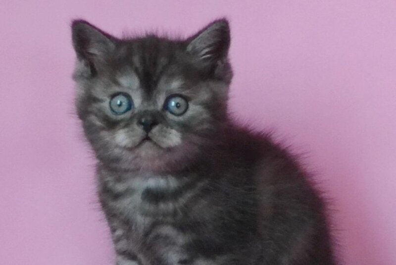 Marvel Scottish Straight male, black silver