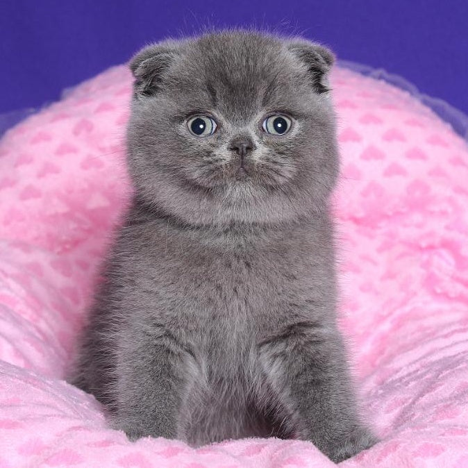 Kolt Scottish Fold male, blue
