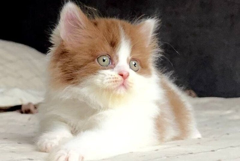 Harry British Longhair male, cinnamon bicolour