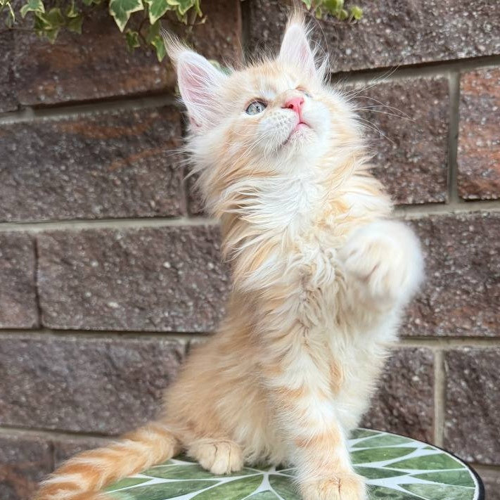 Xan Maine Coon male, red silver tabby
