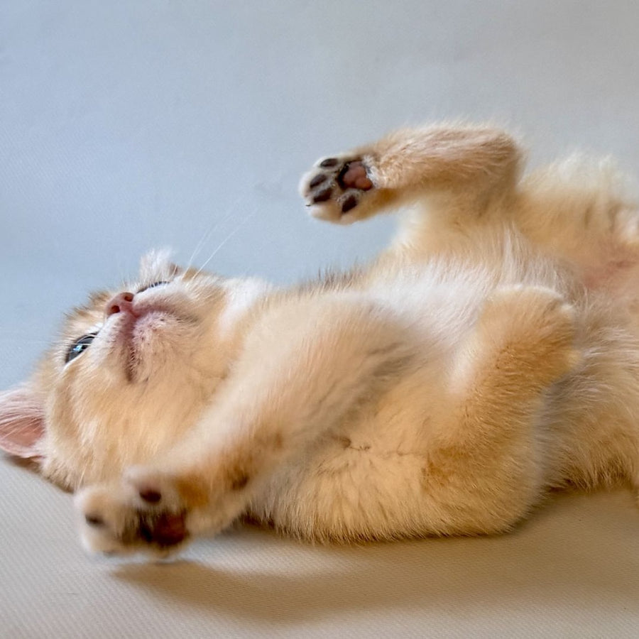 Zazu British Shorthair male, black golden chinchilla