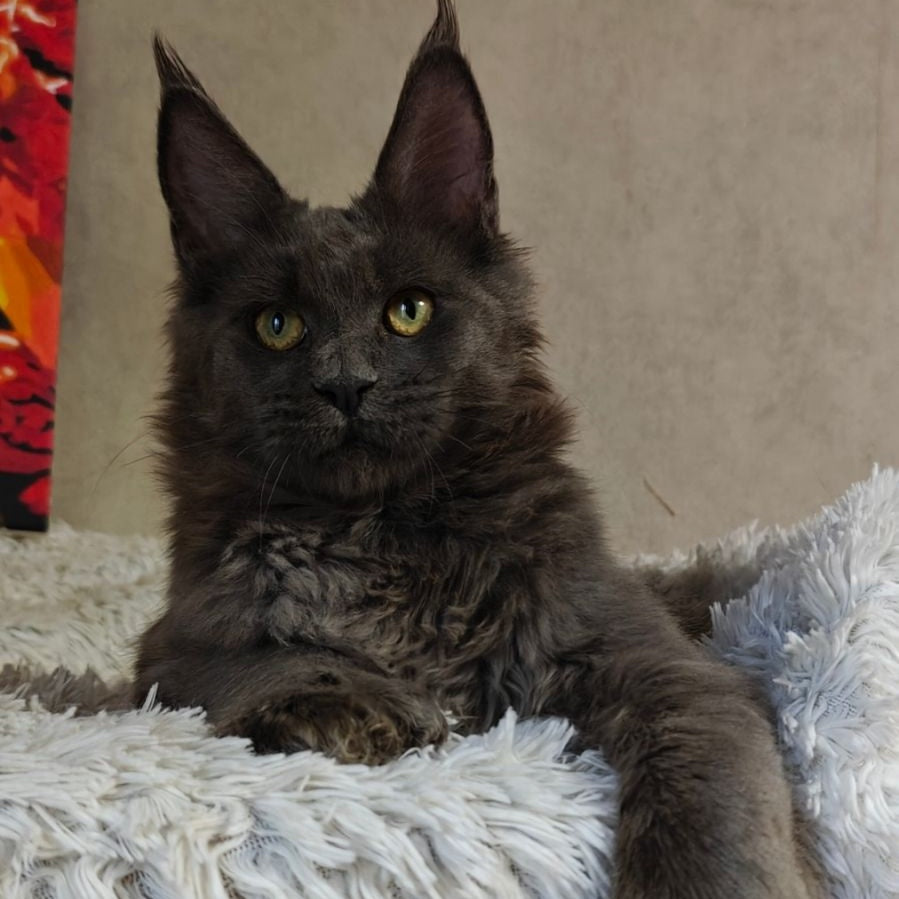 Zefir Maine Coon polydactyl 6x6x6x6 male, blue