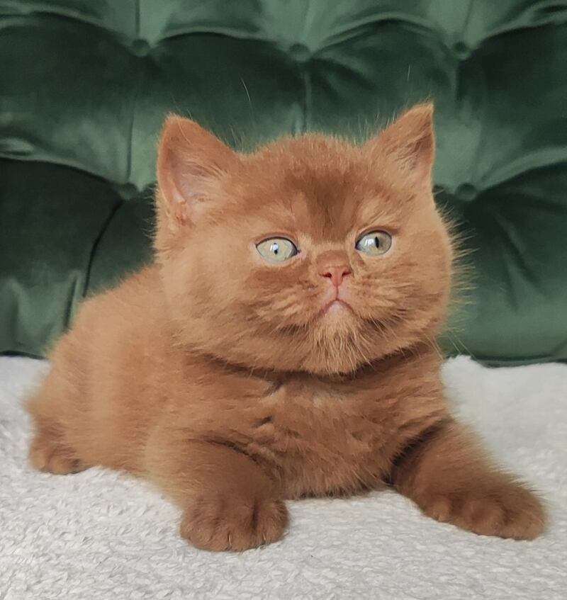 Uliy British Shorthair male cinnamon - live animals