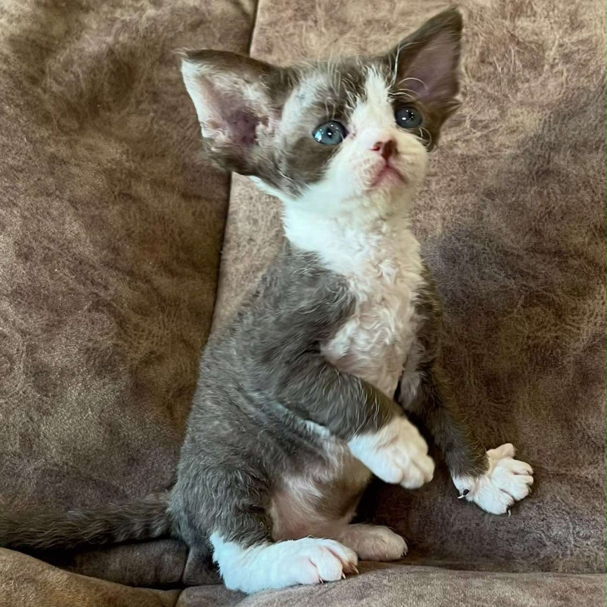 Valeria Devon Rex female, red bicolour