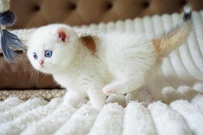 Indigo British Shorthair male, black golden shaded van
