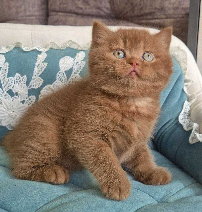 Baksik British Shorthair male cinnamon - live animals