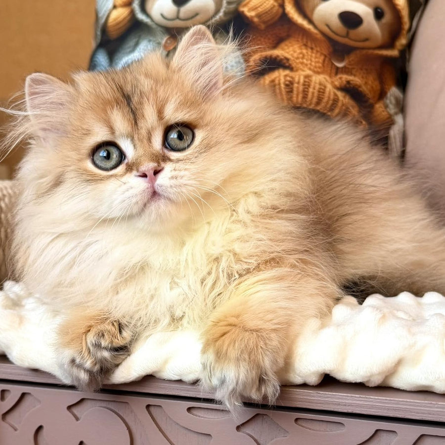 Meteo British Longhair male, black golden shaded