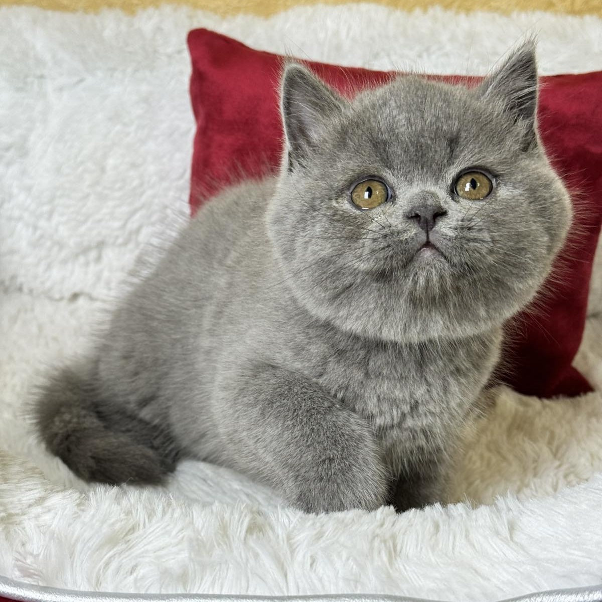 Ash Scottish Straight male, blue