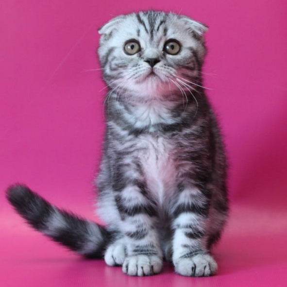 Salvador Scottish Fold male, black silver tabby