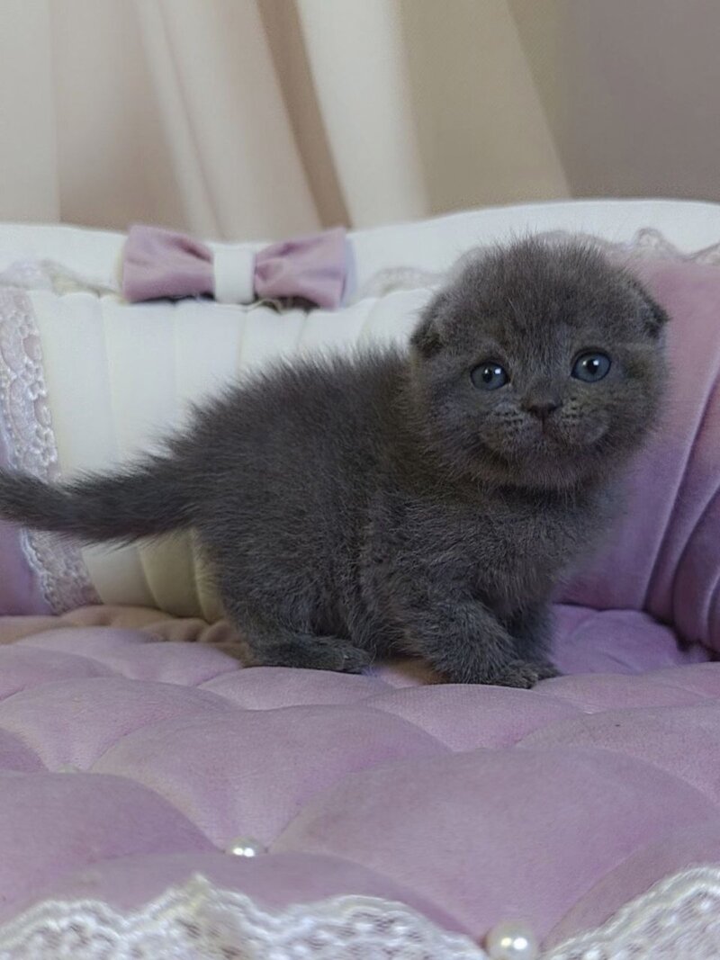 Jelly Scottish Fold female blue - live animals
