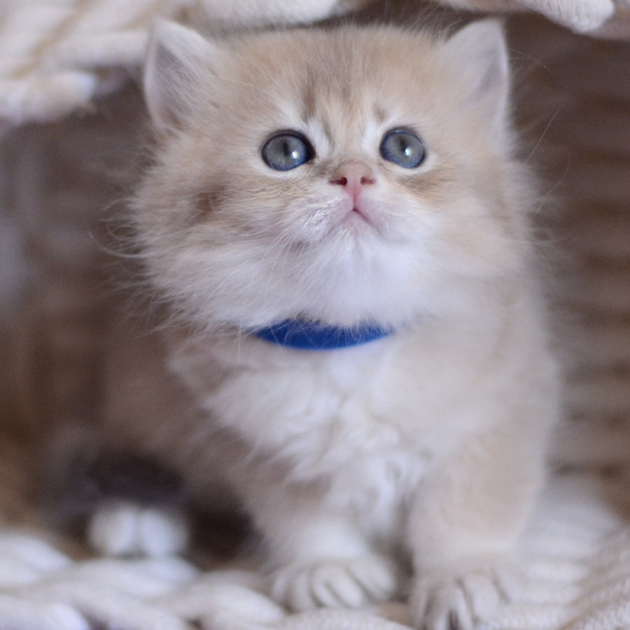 Yappy British Longhair male, blue golden chinchilla