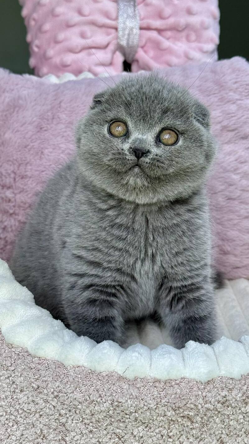 Trixie Scottish Fold female, blue