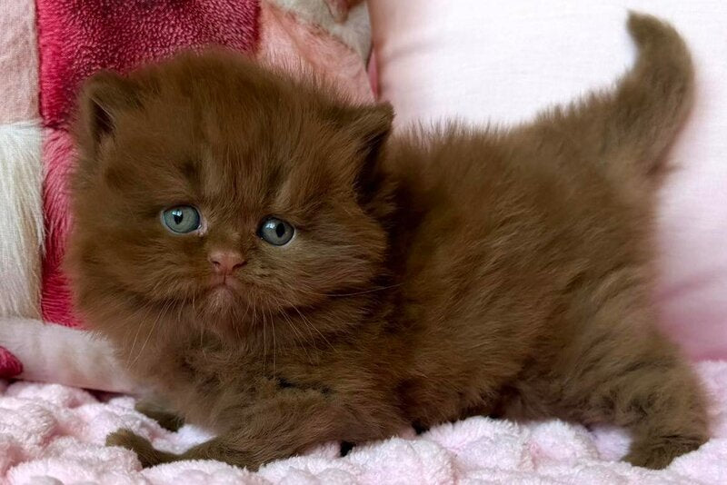 Feofaniya British Longhair female cinnamon - live animals
