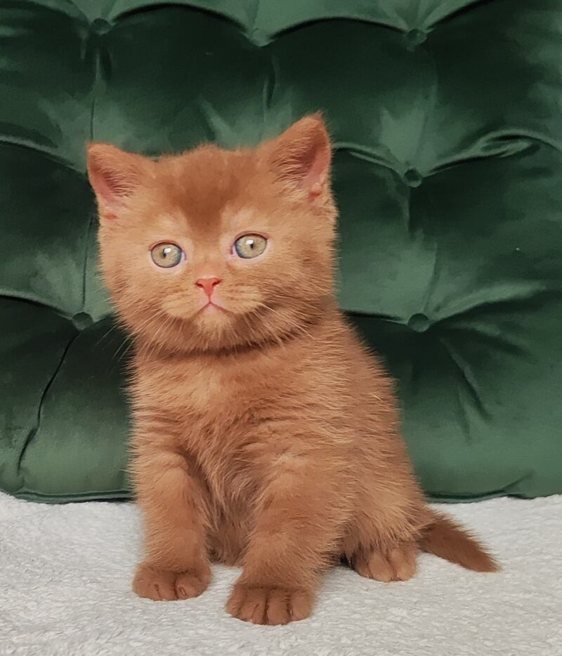 Unus British Shorthair male, cinnamon