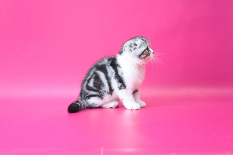 Rihanna Scottish Fold female black silver tabby bicolour live animals