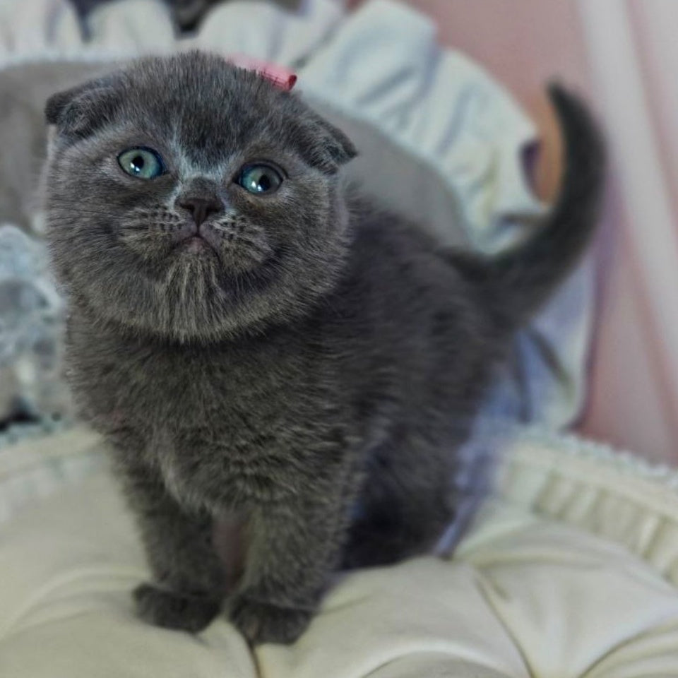 Xena Scottish Fold female, blue