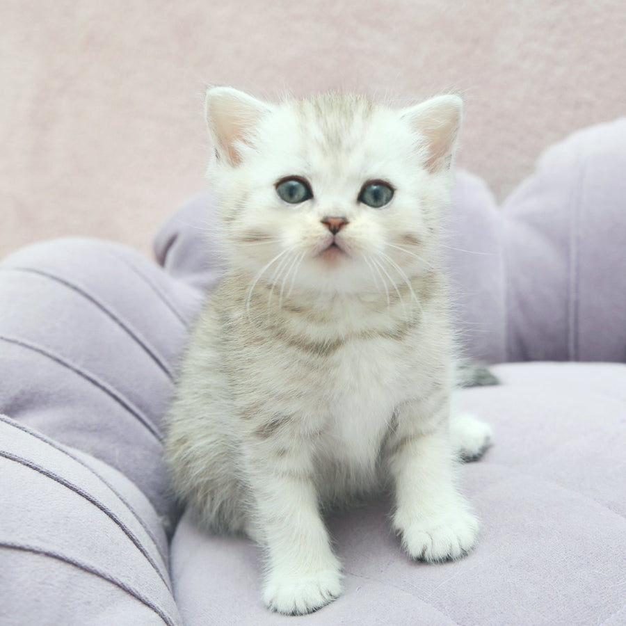 Jumi Scottish Straight female, black silver spotted tabby