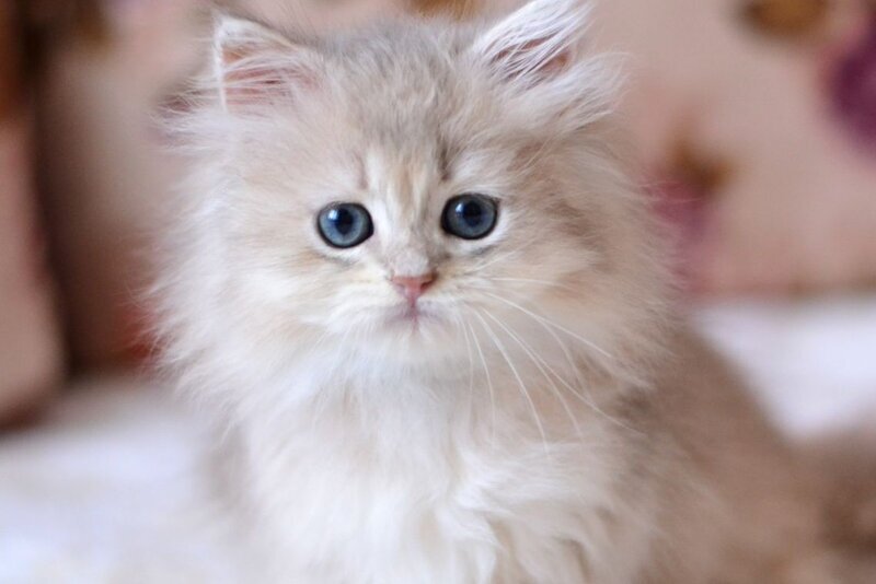 Gigi British Longhair female, blue golden shaded