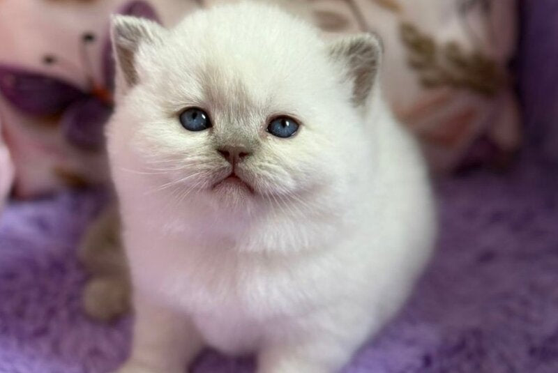 Beauty British Shorthair female fawn pointed - live animals