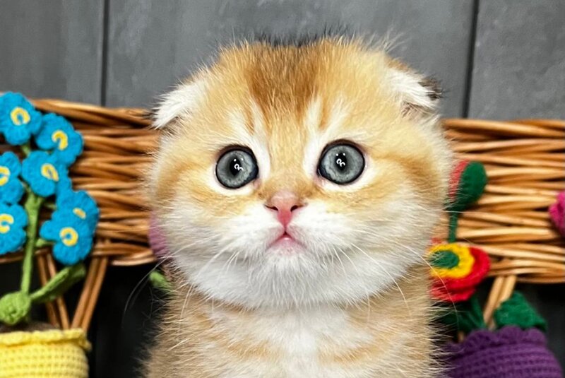 Icar Scottish Fold male black golden ticked tabby live animals