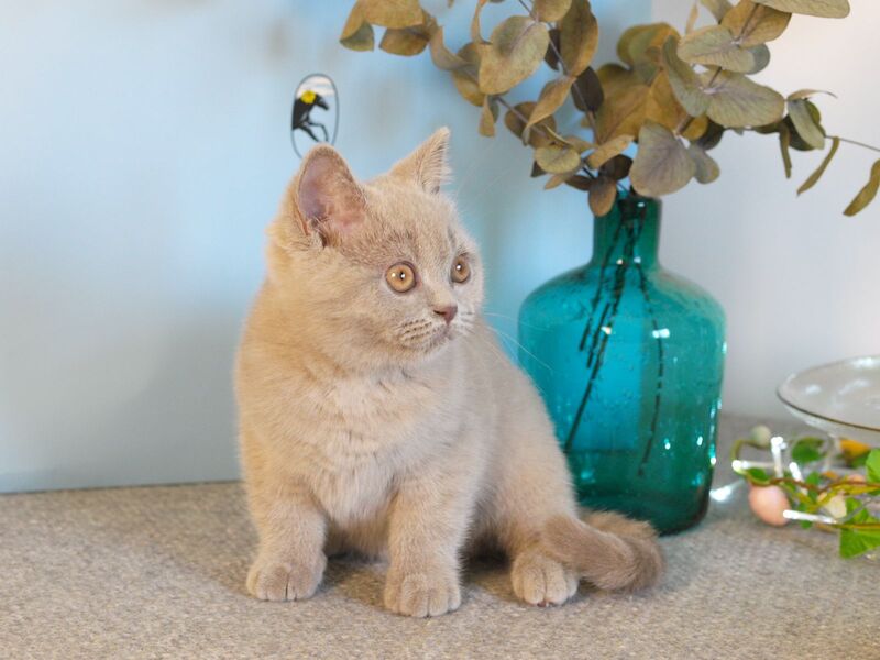 Nola British Shorthair female lilac - live animals