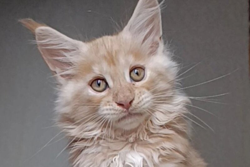 Orange Maine Coon male red silver - live animals
