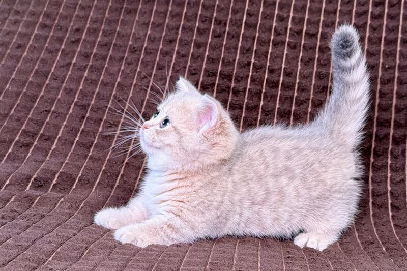 Melody Munchkin female, blue golden spotted tabby