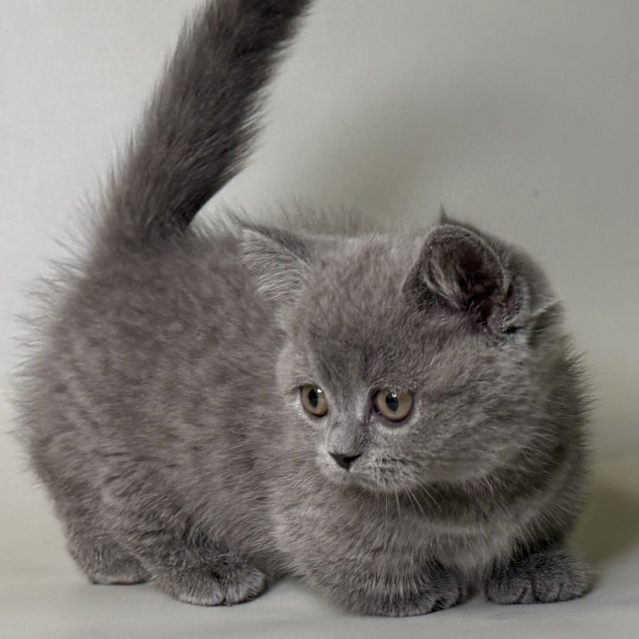 Obi Munchkin female, blue