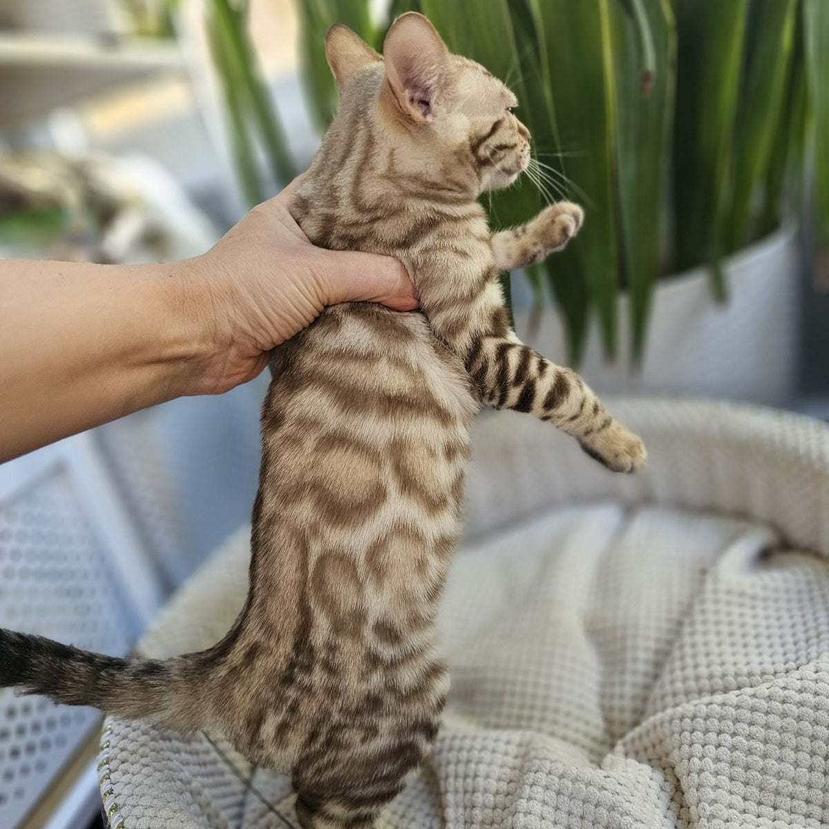 Uranus Bengal male, black spotted tabby pointed