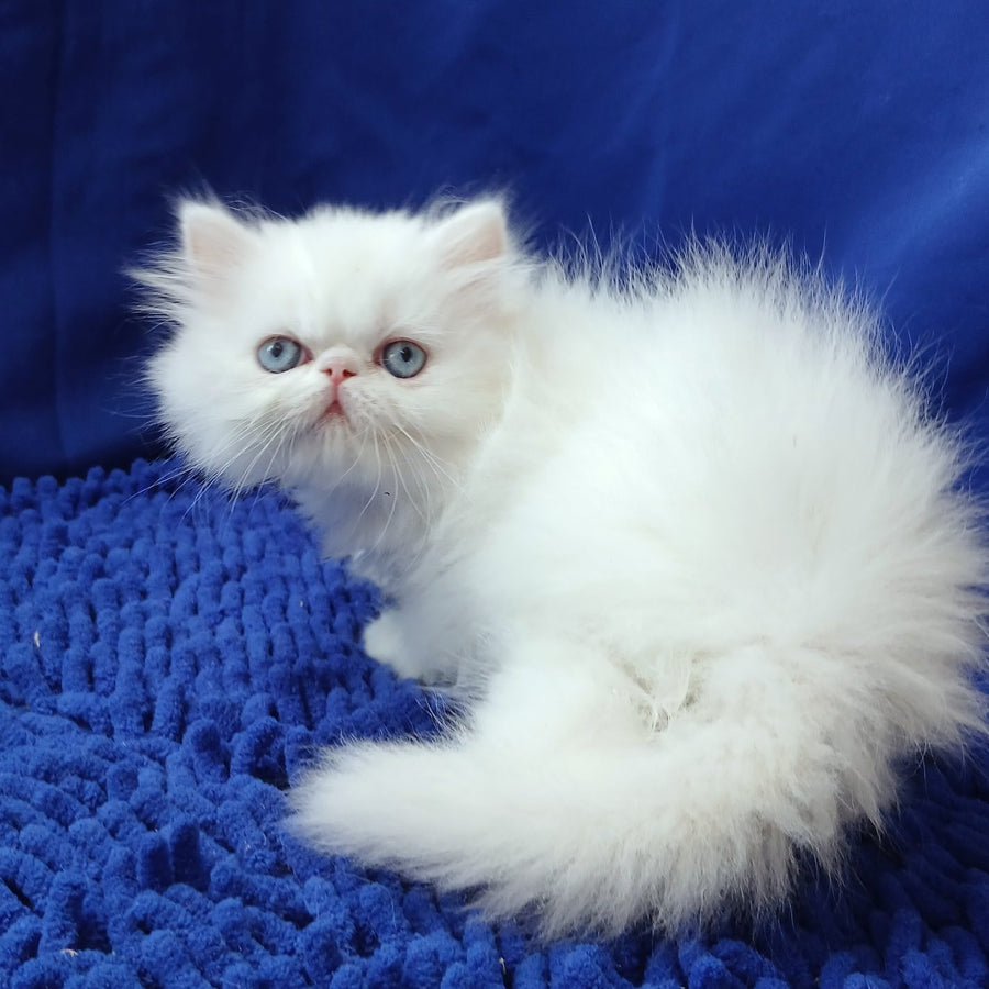 Mirey Persian female, white