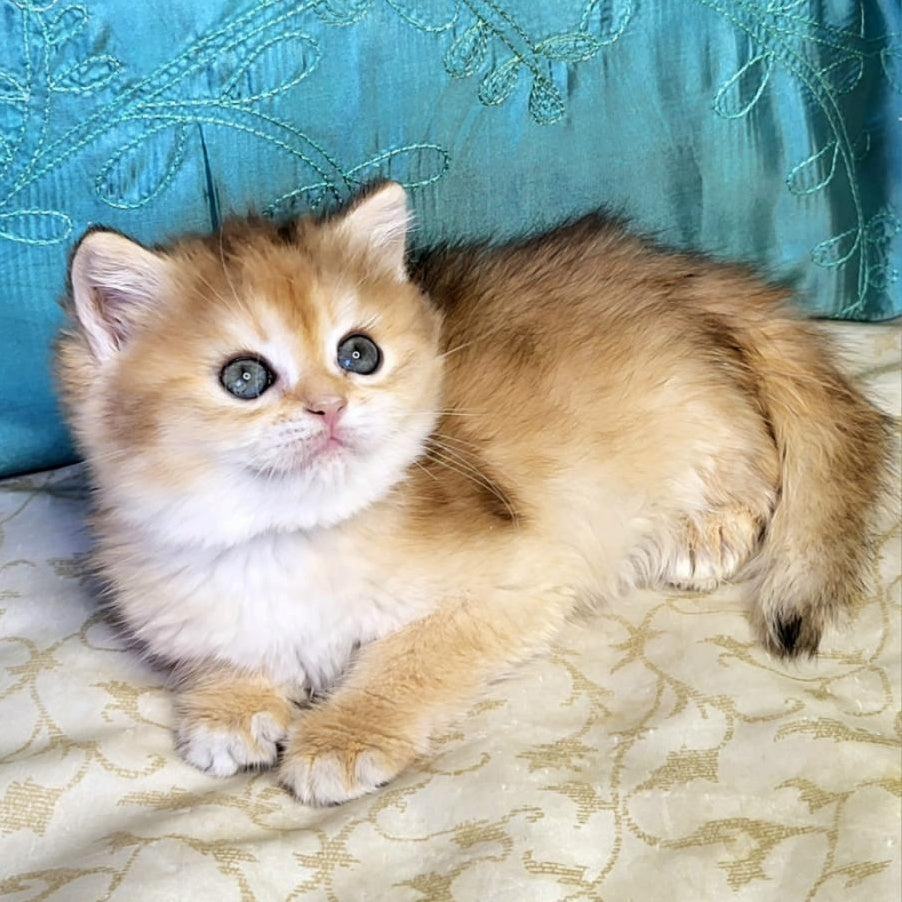 Zoya British Shorthair female, black golden shaded