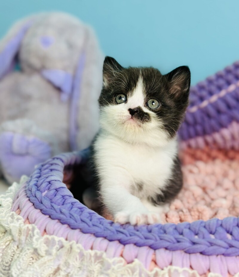 Bambi Scottish Straight male, black bicolour