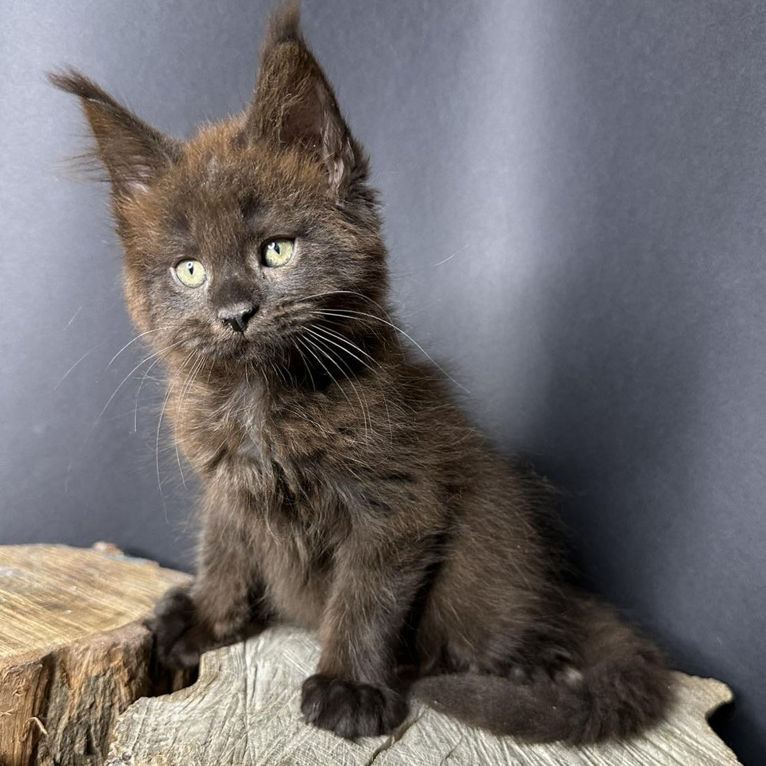 Patron Maine Coon male, black