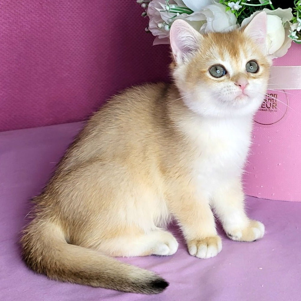 Annabel British Shorthair female, black golden chinchilla